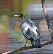 Picture/image of Wattled Starling