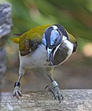 Picture/image of Blue-faced Honeyeater