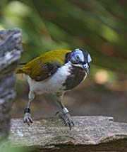 Picture/image of Blue-faced Honeyeater