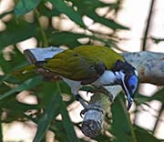 Picture/image of Blue-faced Honeyeater