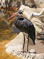 Picture/image of Storm's Stork