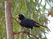 Picture/image of Crested Oropendola