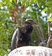 Picture/image of Southern Bald Ibis
