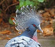 Picture/image of Victoria Crowned-Pigeon