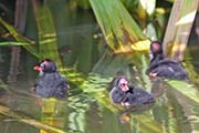 Picture/image of Common Gallinule