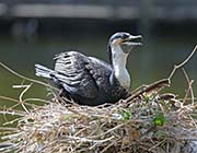 Picture/image of White-breasted Cormorant