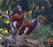 Picture/image of Madagascar Crested Ibis