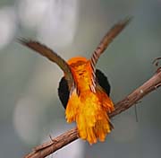 Picture/image of Orange Bishop