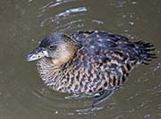 Picture/image of White-backed Duck