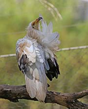Picture/image of Egyptian Vulture