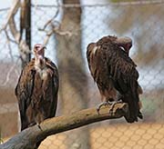 Picture/image of Hooded Vulture