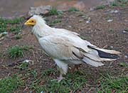 Picture/image of Egyptian Vulture