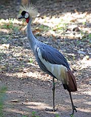 Picture/image of Grey Crowned Crane