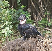 Picture/image of Northern Ground-hornbill
