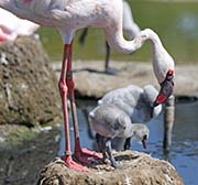 Picture/image of Lesser Flamingo