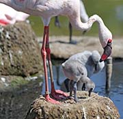 Picture/image of Lesser Flamingo