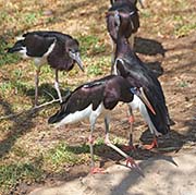 Picture/image of Abdim's Stork