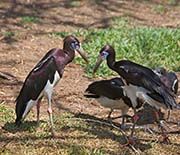 Picture/image of Abdim's Stork