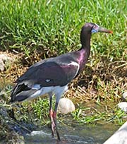 Picture/image of Abdim's Stork