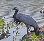 Picture/image of Demoiselle Crane