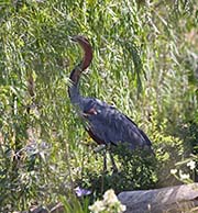 Picture/image of Goliath Heron
