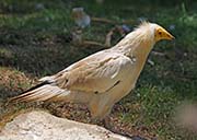 Picture/image of Egyptian Vulture