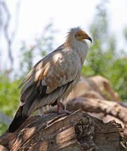 Picture/image of Egyptian Vulture