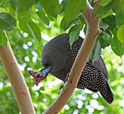 Picture/image of Helmeted Guineafowl