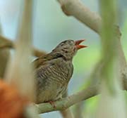 Picture/image of Green-winged Pytilia