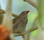 Picture/image of Green-winged Pytilia