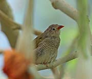 Picture/image of Green-winged Pytilia