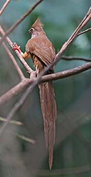 Picture/image of Speckled Mousebird