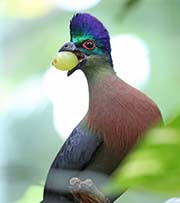 Picture/image of Purple-crested Turaco