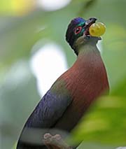 Picture/image of Purple-crested Turaco