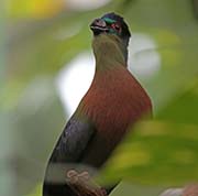 Picture/image of Purple-crested Turaco