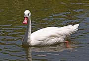 Picture/image of Coscoroba Swan