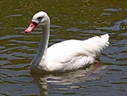 Picture/image of Coscoroba Swan