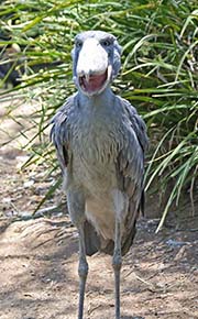 Picture/image of Shoebill
