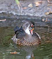 Picture/image of Wood Duck