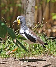 Picture/image of White-headed Lapwing