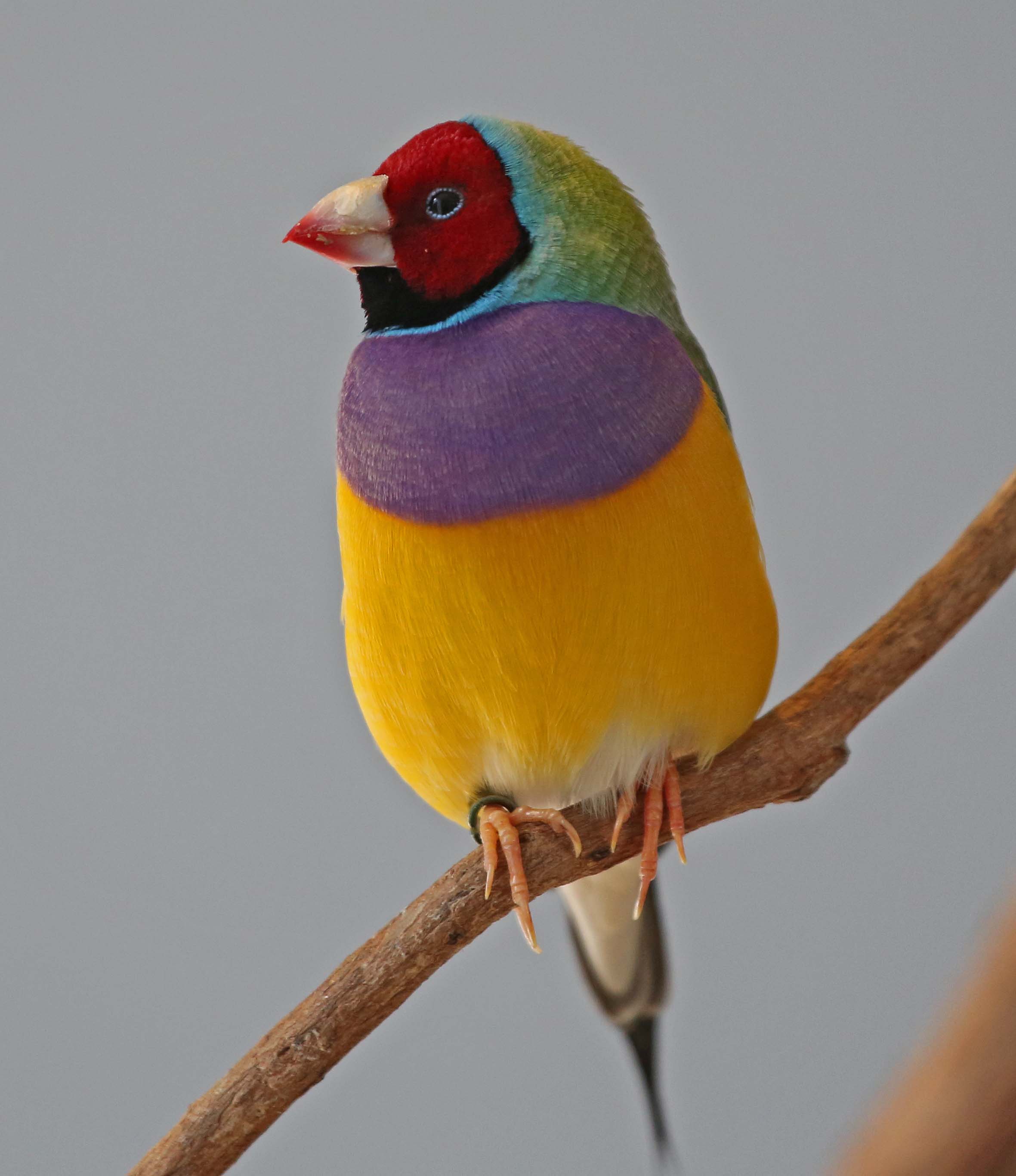 Pictures and information on Gouldian Finch