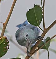 Picture/image of Blue-gray Tanager