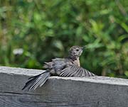 Picture/image of Gray Catbird