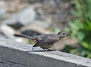 Picture/image of Gray Catbird