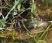 Picture/image of Maine