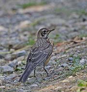 Picture/image of American Robin