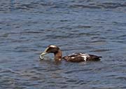 Picture/image of Common Eider