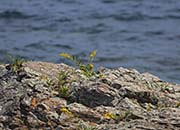 Picture/image of Maine