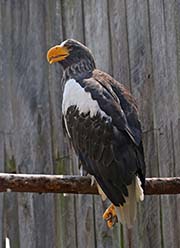 Picture/image of Steller's Sea Eagle