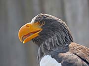 Picture/image of Steller's Sea Eagle